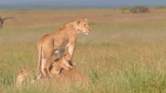 ¡Estas 5 Personas Fueron DEVORADAS VIVAS Durante Viajes De Safari! [1]